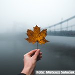 Intervención psicológica en duelo por Covid-19-Conferencia sobre Duelo y Trauma