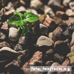 La reducción del suicidio en los planes estratégicos frente a la COVID-19, Día Mundial para la prevención del suicidio