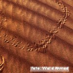 ¿Por qué aumentar la adaptación climática es una cuestión crítica este año?, comunicado de la ONU