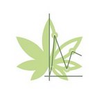 El consumo de cannabis se asocia con un mayor riesgo de desarrollar trastornos mentales, según un nuevo informe de la DGPNSD