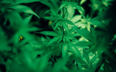 El consumo de cannabis se asocia a psicosis y riesgo de suicidio