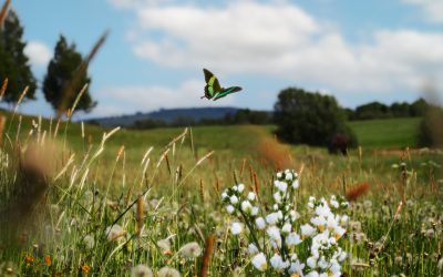 La evidencia de las terapias basadas en la naturaleza sigue creciendo