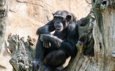 ¿Qué diferencia a la cultura humana de la de otros animales?