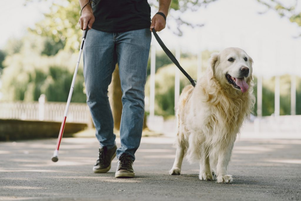 perros de asistencia