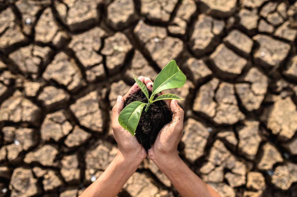 sosteniendo planta en un terreno desierto